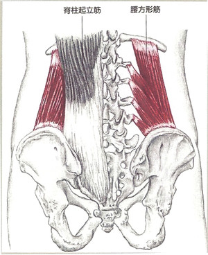 腰方形筋 に対する画像結果