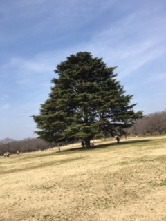 青空