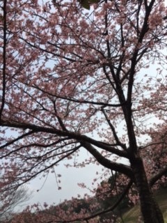 桜