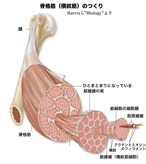 にく